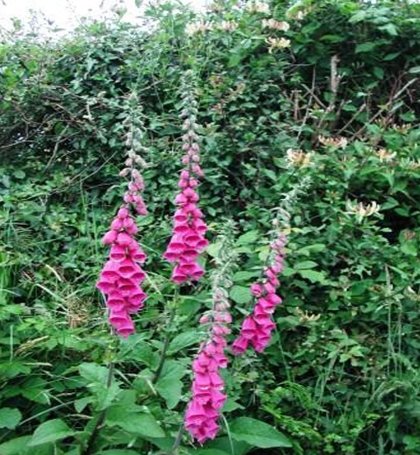 گل انگشتانه ارغوانی,گل انگشتی,Purple Foxglove,Lady's Glove
